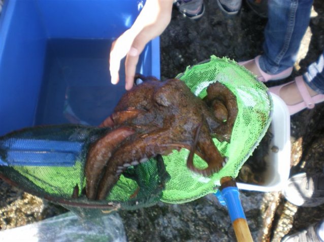 Rencontre avec le poulpe