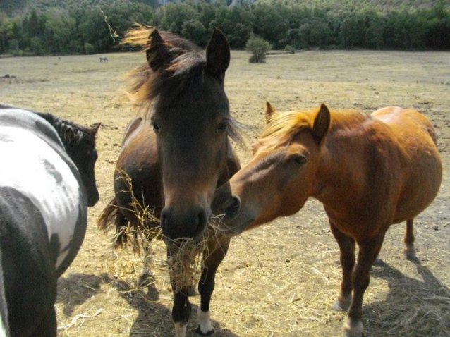 Classes de découvertes en fenouillèdes 