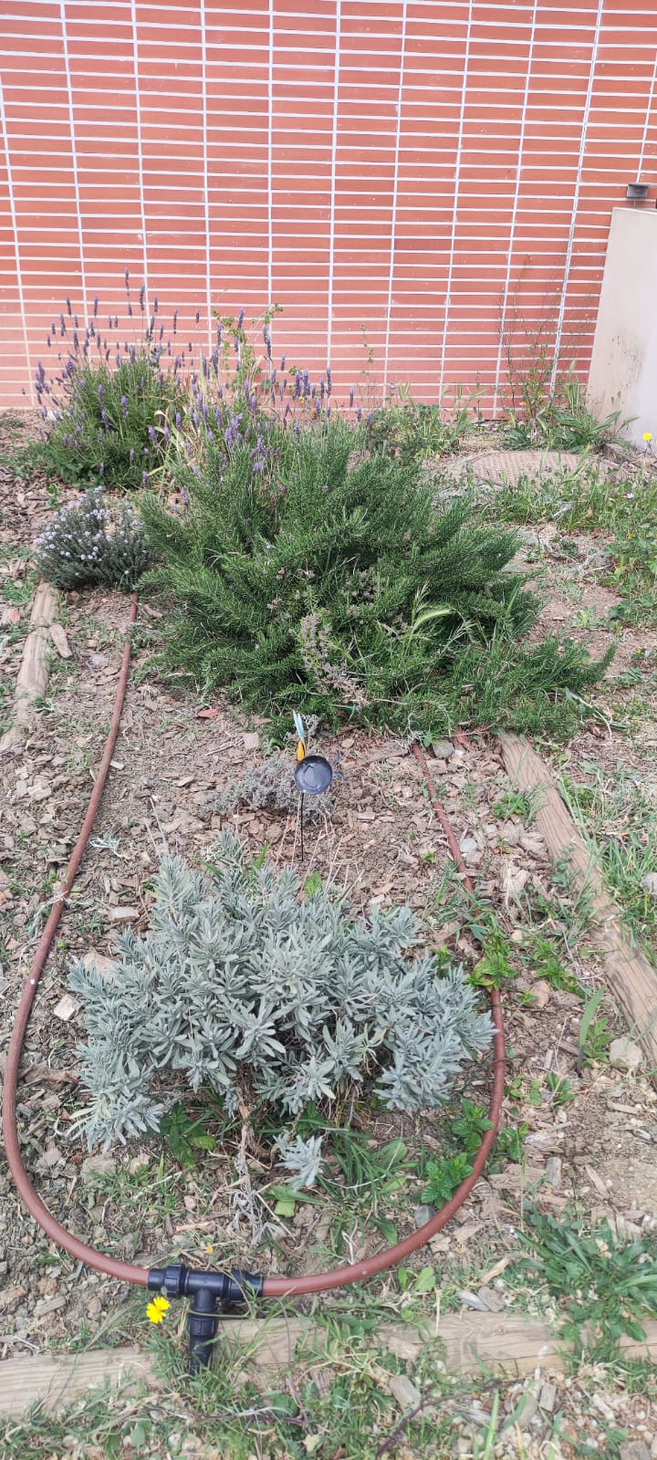 Interdiction d'arroser: Claude Simon à la solution!  