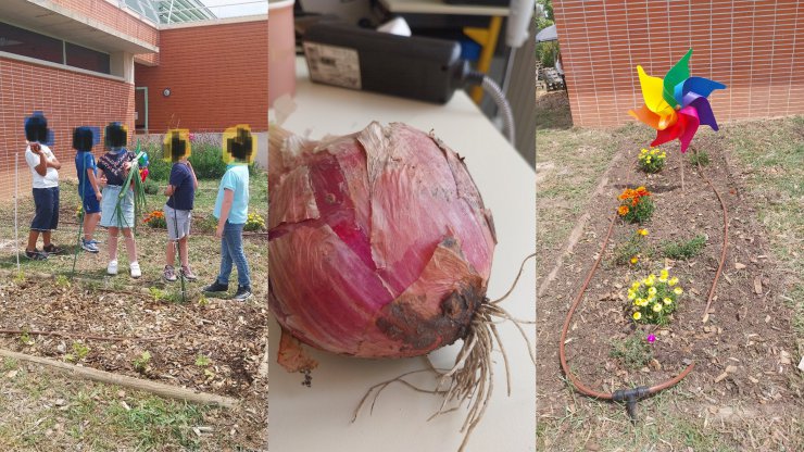 Des oignons XXL à l'ALAE Claude Simon