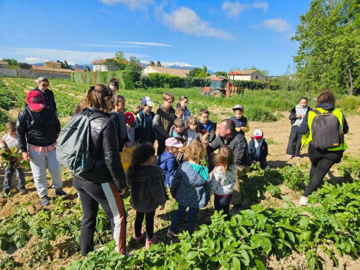 Récolte de pommes de terre avec l'accueil de loisirs de Corneilla-la-Rivière